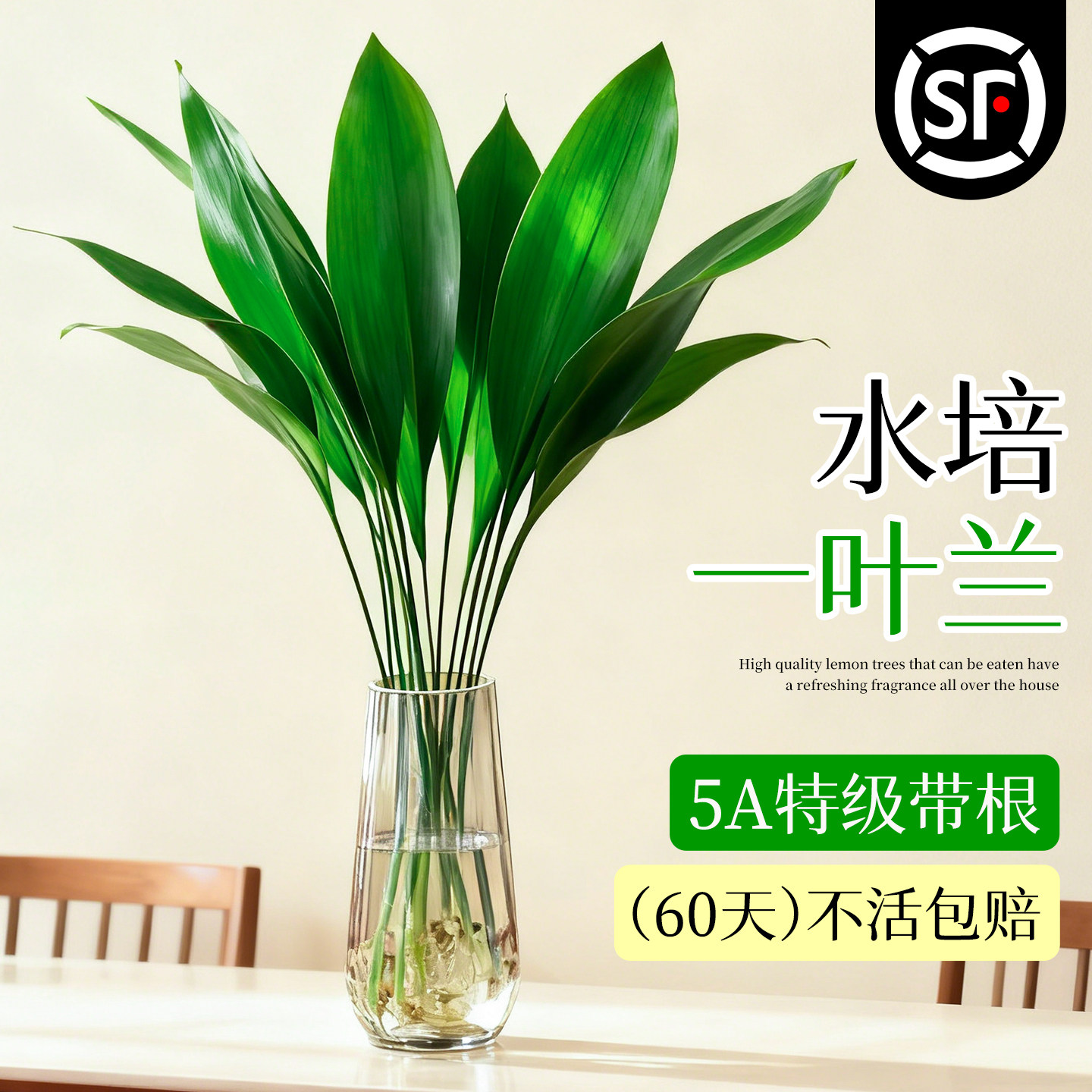 一叶兰水培植物盆栽室内好养无土图片