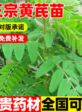 中药材黄芪苗新鲜优质带牙黄芪