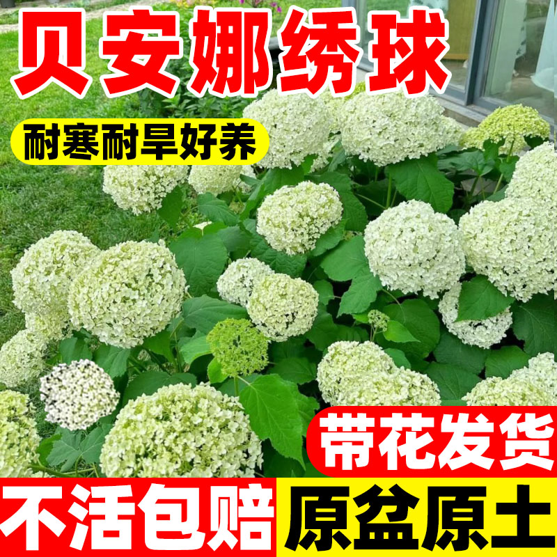 无敌贝拉安娜绣球粉白色乔木圆锥绣球大苗石灰灯庭院阳台盆栽花卉