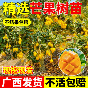 广西芒果苗树嫁接金煌芒果苗四季蜜芒桂七芒盆栽地栽南方果树带土