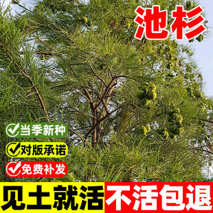 池杉种子林木种子杉树种子迟杉种子松柏类种子造林种子林木树种子
