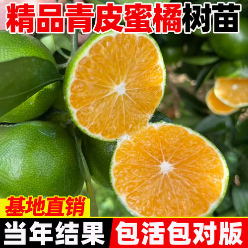 早熟青皮蜜桔苗橘子树果树果苗四