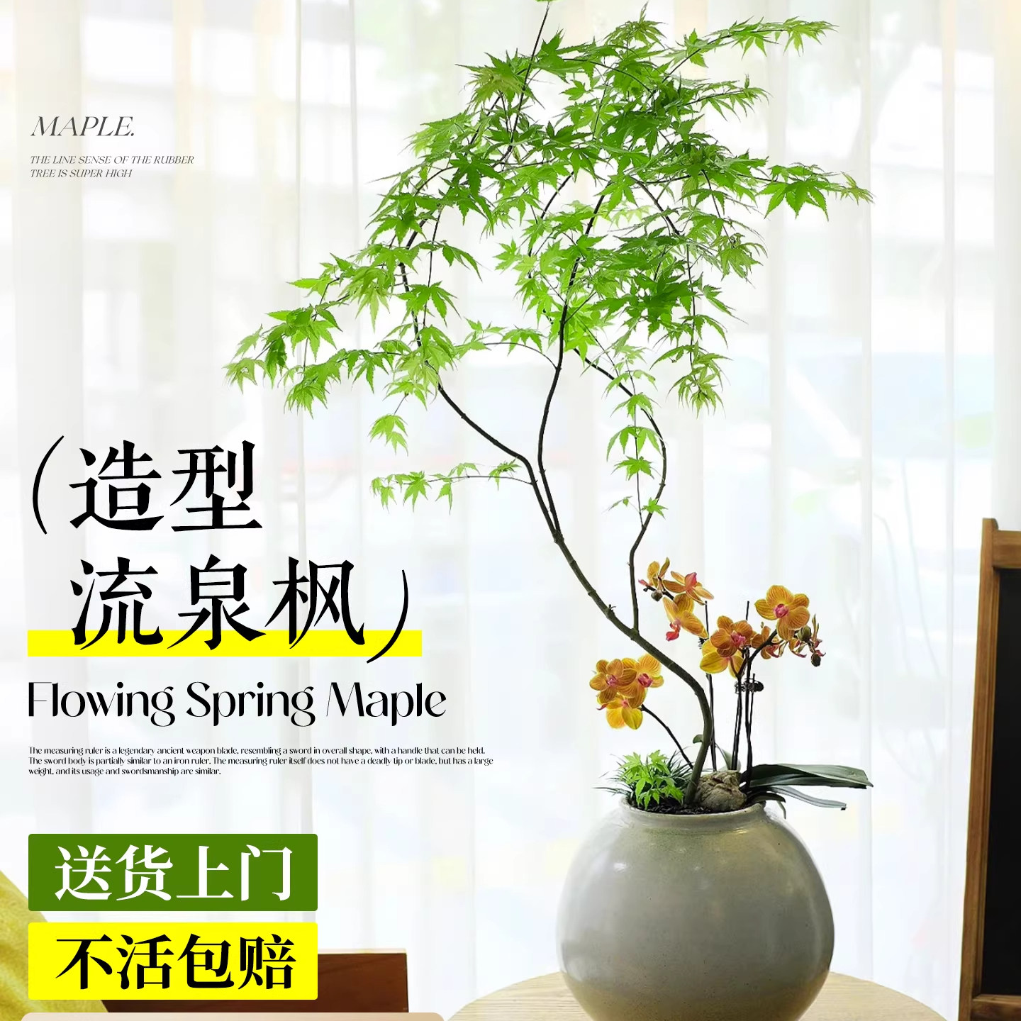 造型流泉枫老桩盆景四季好养