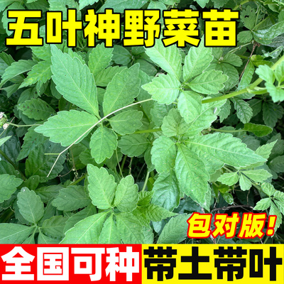 五叶神野菜苗全国可种带叶包对版