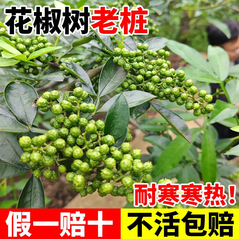 花椒树老桩四季种植麻椒青花椒苗