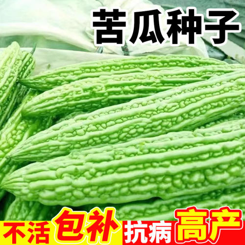 苦瓜种籽老品白苹果子大全
