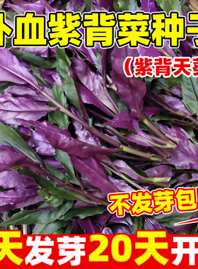 补血紫背菜种籽观音菜红背菜血皮菜天葵种籽阳台庭院盆栽保健蔬菜