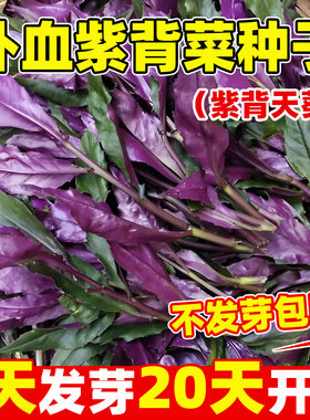 补血紫背菜种籽观音菜血皮菜种籽