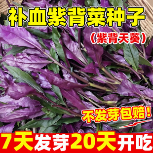 补血紫背菜种籽观音菜红背菜血皮菜天葵种籽阳台庭院盆栽保健蔬菜
