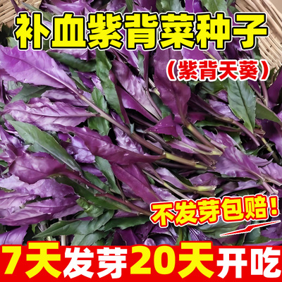 补血紫背菜种籽观音菜血皮菜种籽