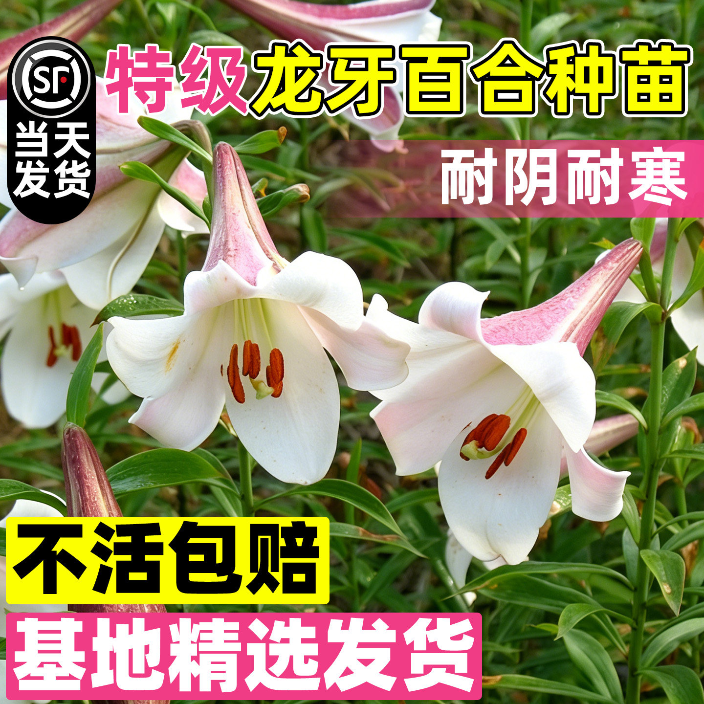 龙牙百合种苗四季种植红百合种球片大产量高抗病强特早熟药食两用