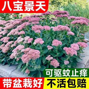 八宝景天花苗多年生蝎子草华丽三七蚊虫叮咬止痒跌打损伤盆栽绿植