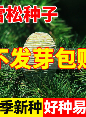 雪松新采种子黄山迎客马
