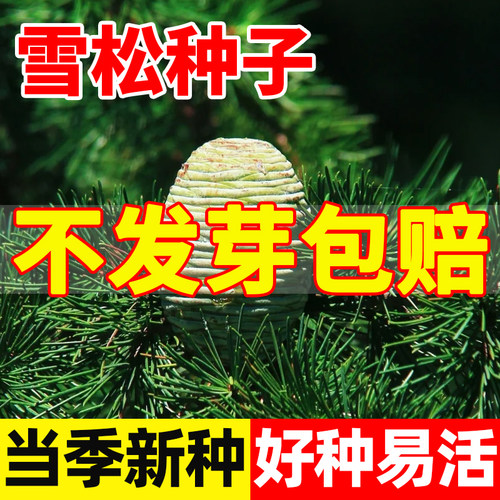 雪松新采种子黄山迎客马