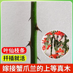 叶仙枝条带叶子带顶芽砧木好养扦插嫁接蟹爪兰枝苗生根木麒麟树苗