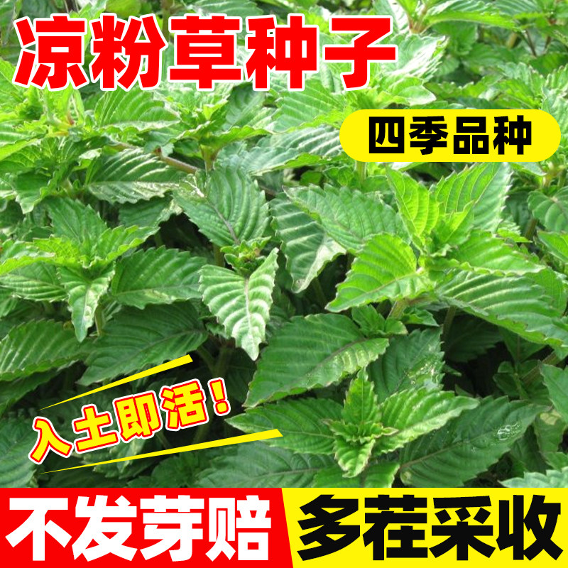 凉粉草种子可留种盆栽庭院阳台易活易种白凉粉水晶凉粉果冰粉种籽