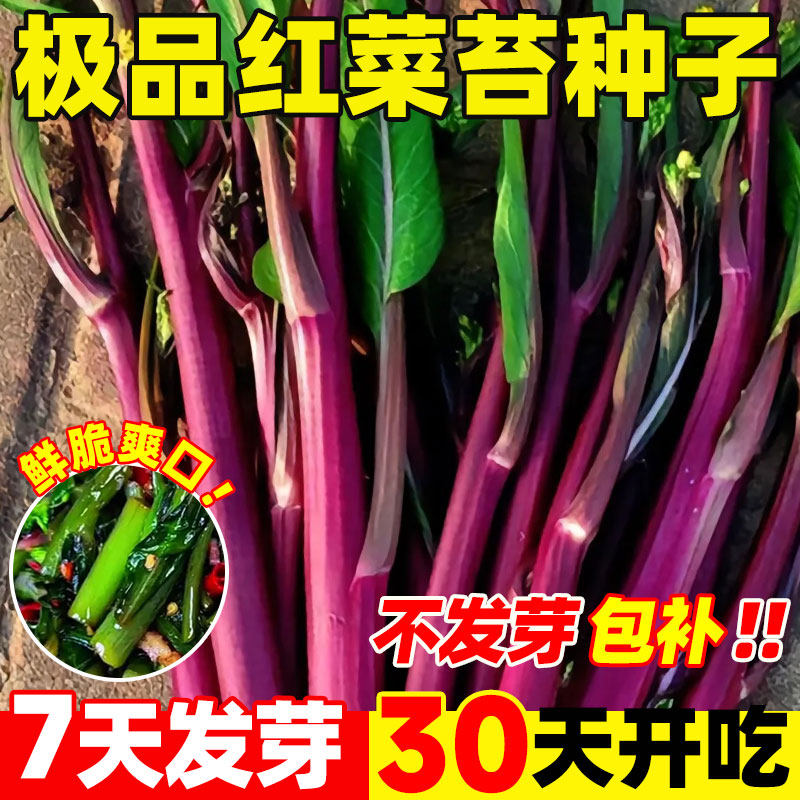 纯丰红菜苔种子四季早熟高产阳台庭院蔬菜奶油白菜苔种籽四九菜心,鲜花速递/花卉仿真/绿植园艺,家庭园艺种子,淘宝优惠券,粉丝福利购,淘宝优惠卷