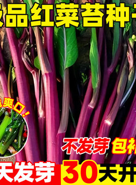 纯丰红菜苔种子四季早熟高产阳台庭院蔬菜奶油白菜苔种籽四九菜心