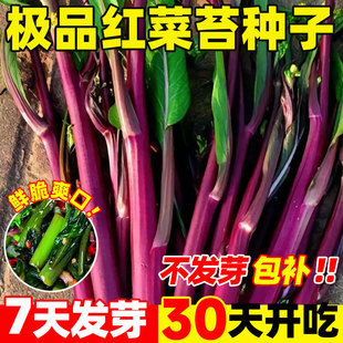 纯丰红菜苔种子四季早熟高产阳台庭院蔬菜奶油白菜苔种籽四九菜心