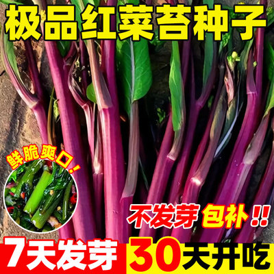 纯丰红菜苔种子四季早熟高产