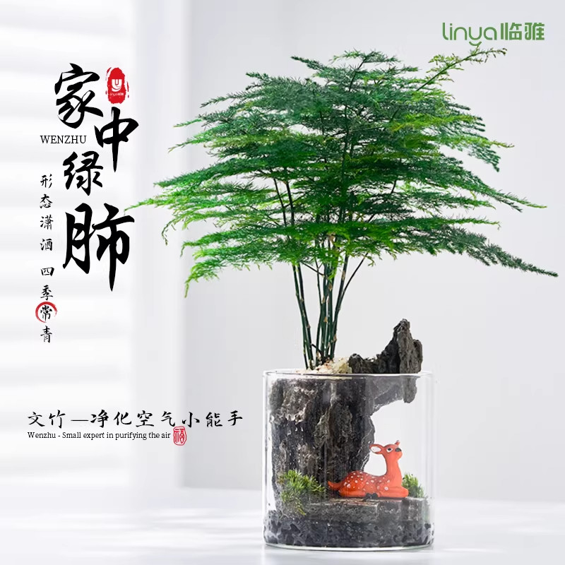 文竹苔藓微景观生态瓶造景小叶赤楠办公室内桌面石斛兰盆栽摆件