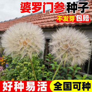 婆罗门参种子四季种植易成活药食两用可观赏盆栽巨型蒲公英种籽孑