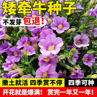 矮牵牛花种子庭院四季播种开花垂吊盆栽室花种籽子外易活爬藤植物