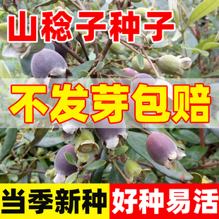 山稔子种子山棯子果种孑多尼山念子果当泥桃金娘捻子南方野果种子