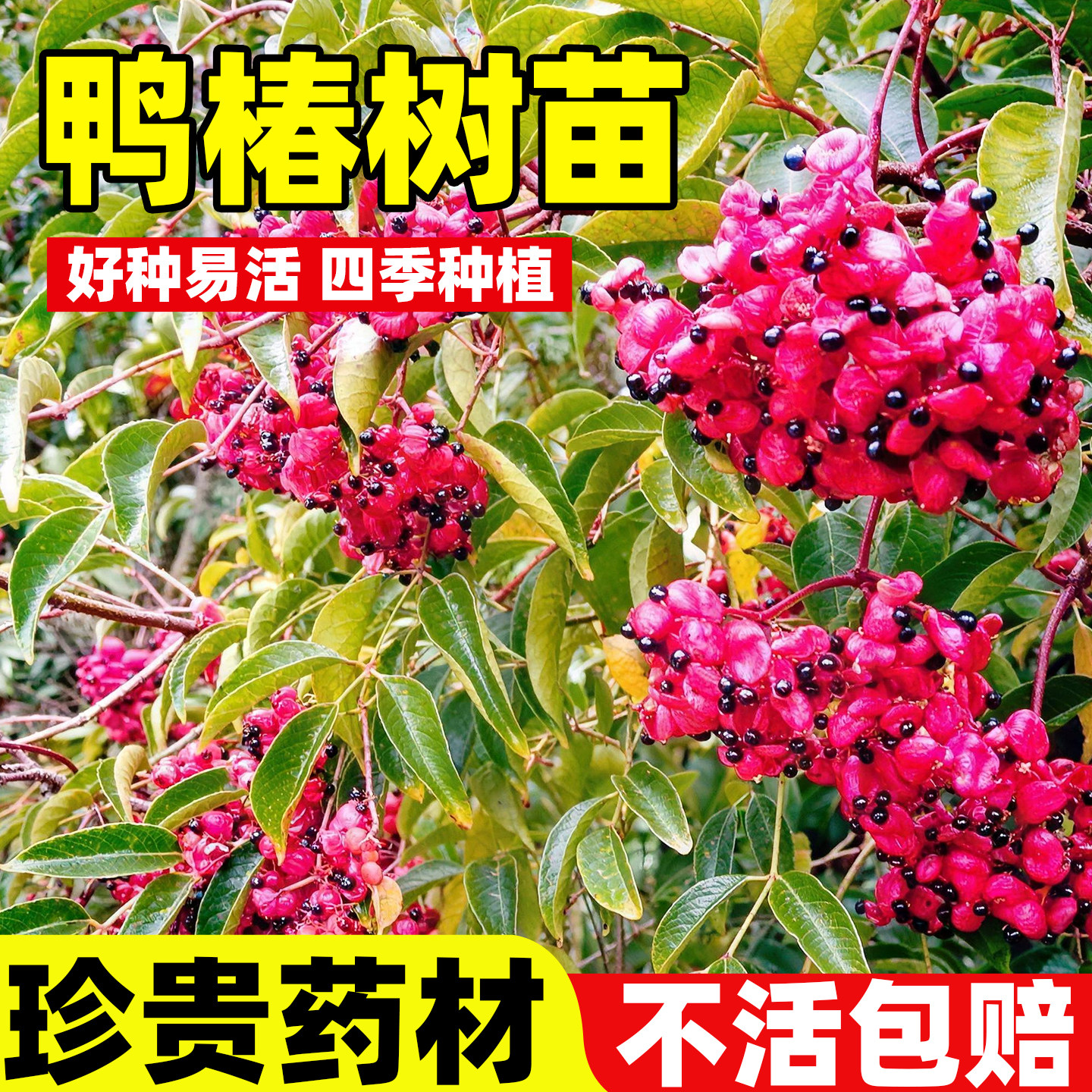 鸭椿树苗木种子睛野草鸡胫花福建