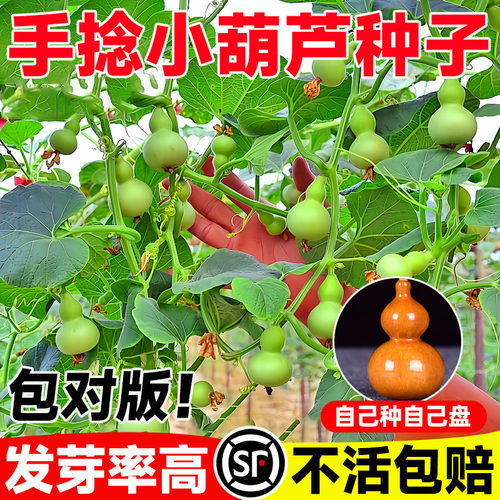 手捻小葫芦种子文玩葫芦籽四季