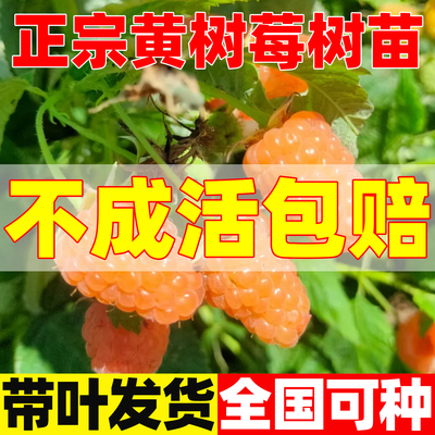 黄树莓苗红树果莓庭院盆栽