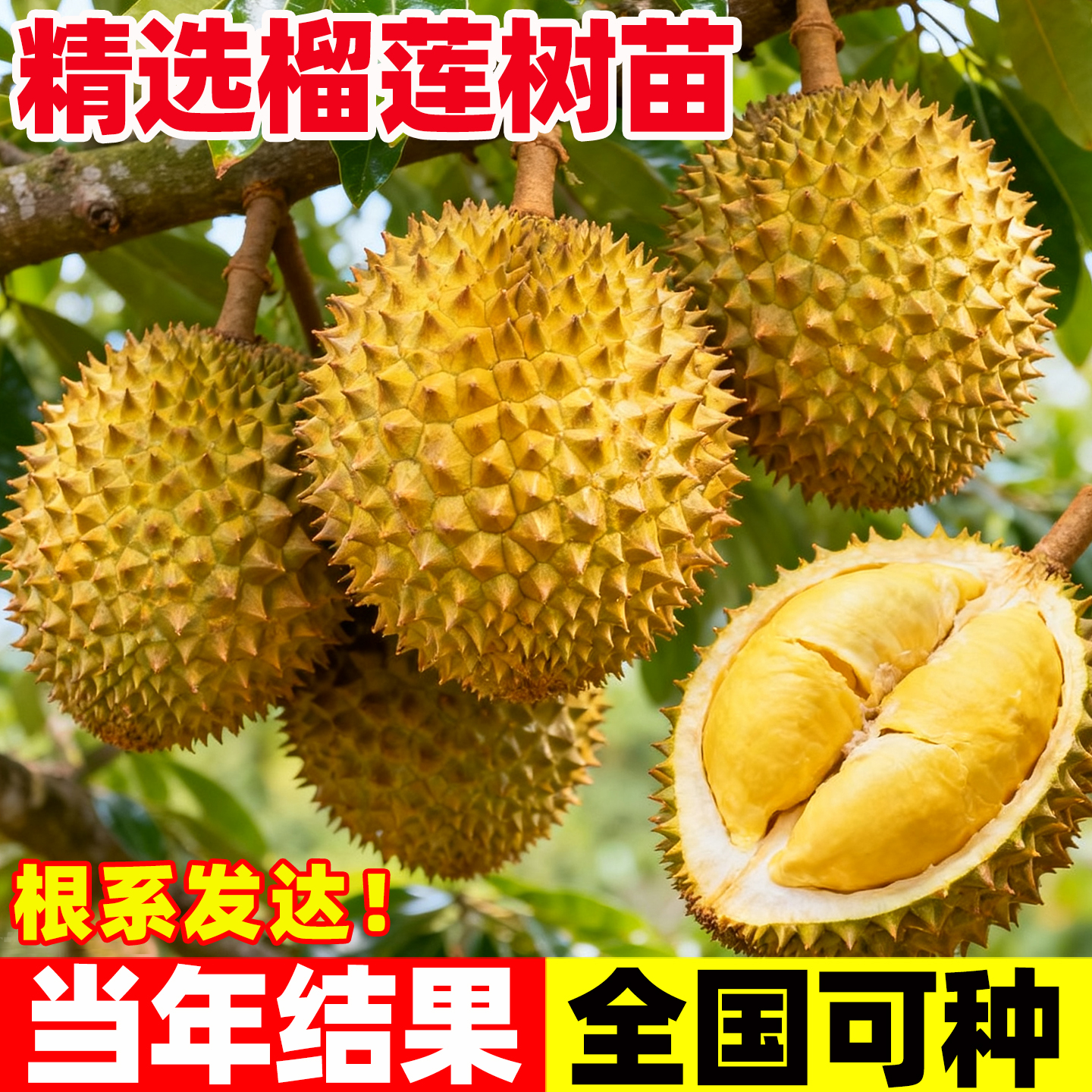 金枕榴莲树果苗南北方四季种植