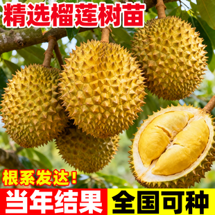 猫山王榴莲树果苗南北方种植金枕泰国嫁接苗耐寒广西带土果树果苗