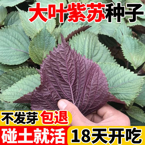 紫苏种子可食用子双面紫苏种苏子