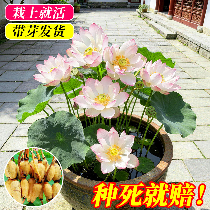 观赏荷花藕苗藕种水养水培植物大型庭院盆栽碗莲种子莲花池塘好养