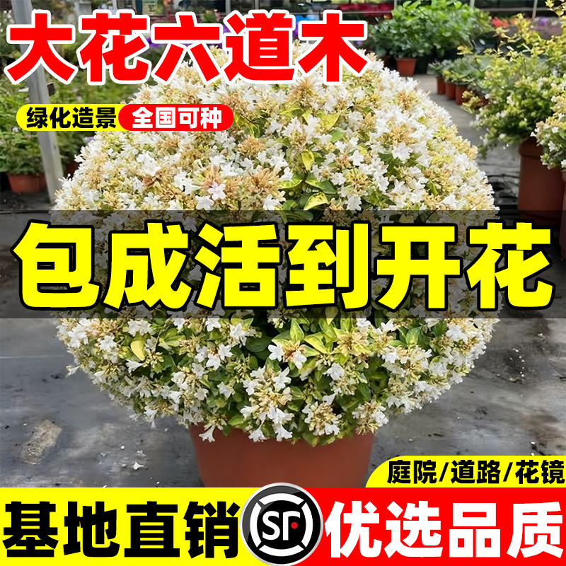 大花六道木盆栽多年生灌木耐寒耐