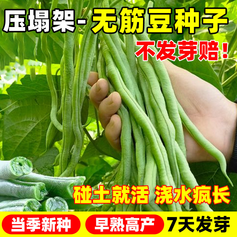 压塌架无筋豆角种子早熟高产肉厚长扁豆四季播种耐热长豆角种籽孑