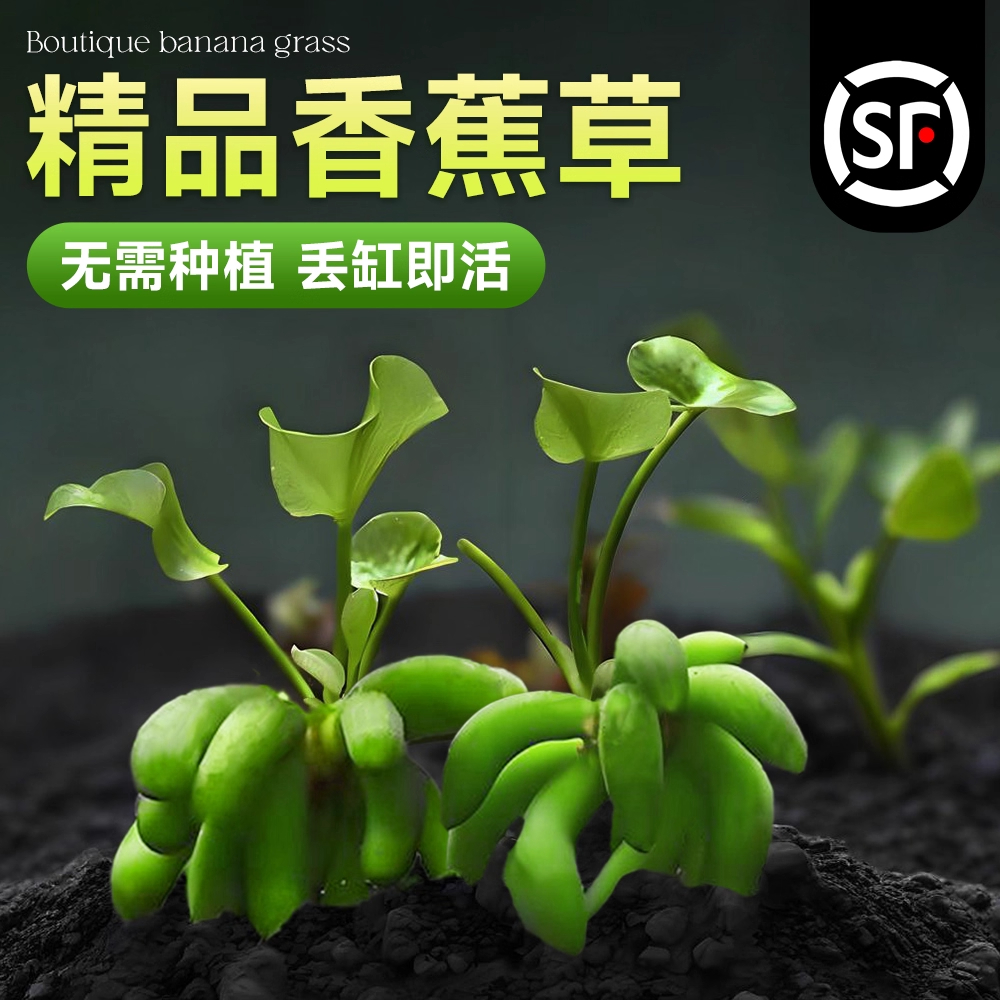 香蕉草水草鱼缸专用植物净化水质