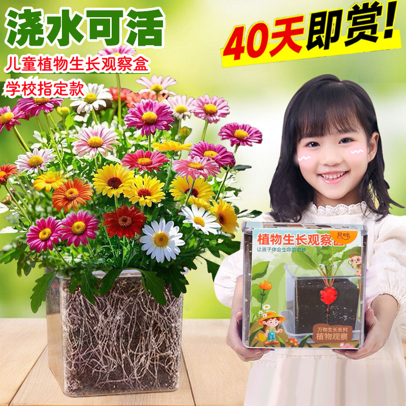 除虫菊种子儿童种植小盆栽学生实验观察向日葵太阳花种籽四季开花