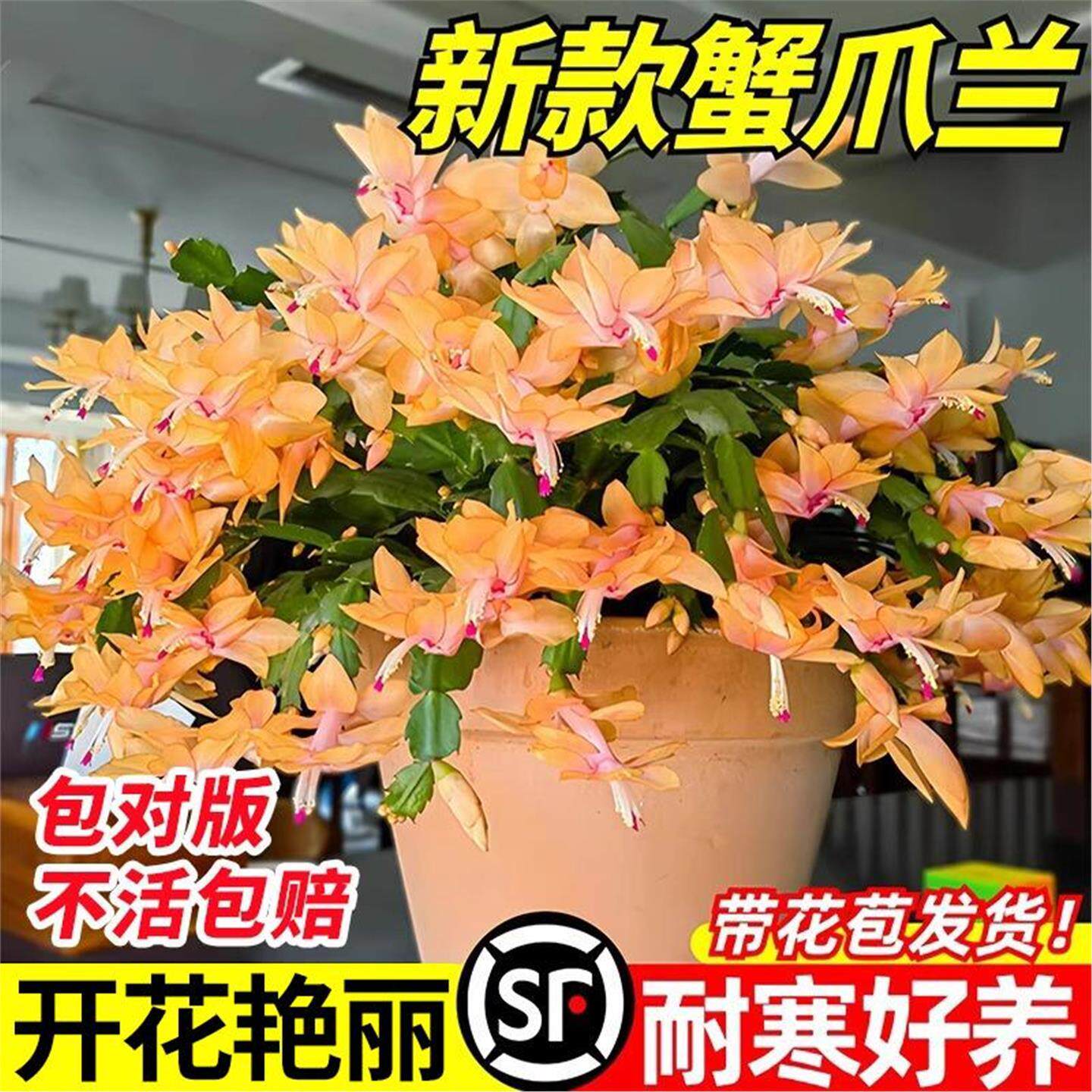 蟹爪兰盆栽嫁接带花苞大苗仙人指蟹爪莲重瓣稀有新品种多色花好养