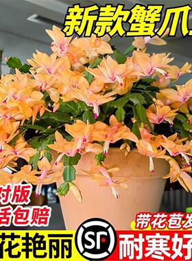 嫁接蟹爪兰盆栽带花苞大苗仙人指