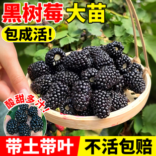 双季黑莓苗大果纯甜黑莓卡伊娃果苗盆栽地栽覆盆子树苗南北方种植