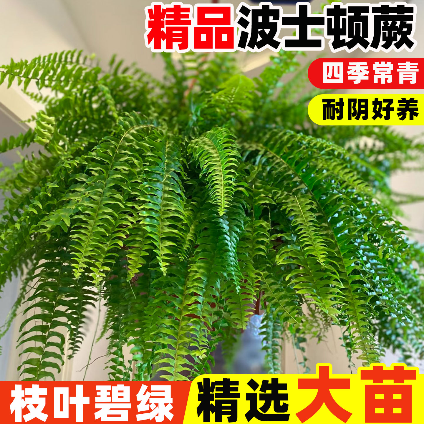 波士顿蕨吊盆大型蕨类植物盆栽室