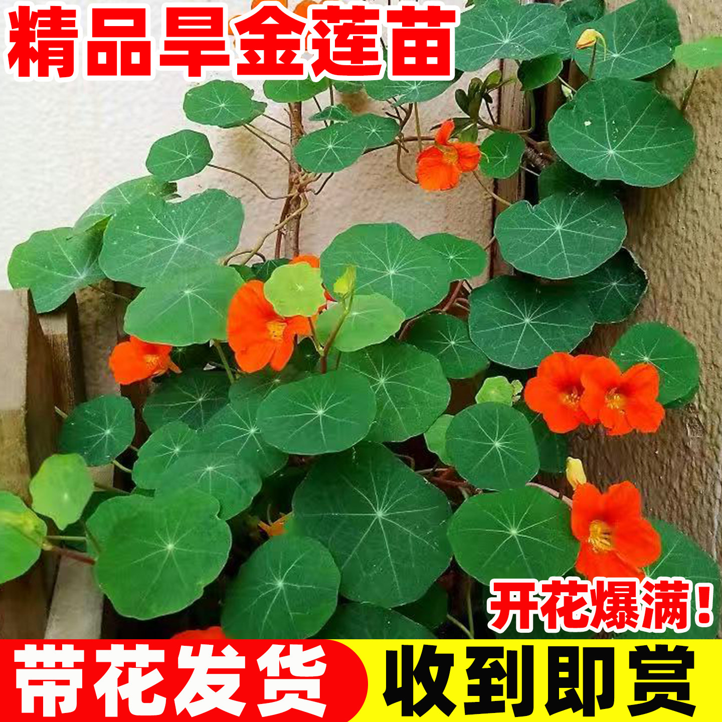 旱金莲爬藤攀援植物花苗带花新手好养花期长庭院花园阳台盆栽耐寒,鲜花速递/花卉仿真/绿植园艺,时令草本花卉,淘宝优惠券,粉丝福利购,淘宝优惠卷