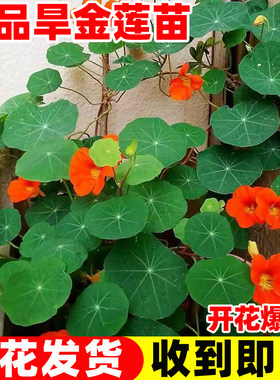 旱金莲爬藤攀援植物花苗带花新手