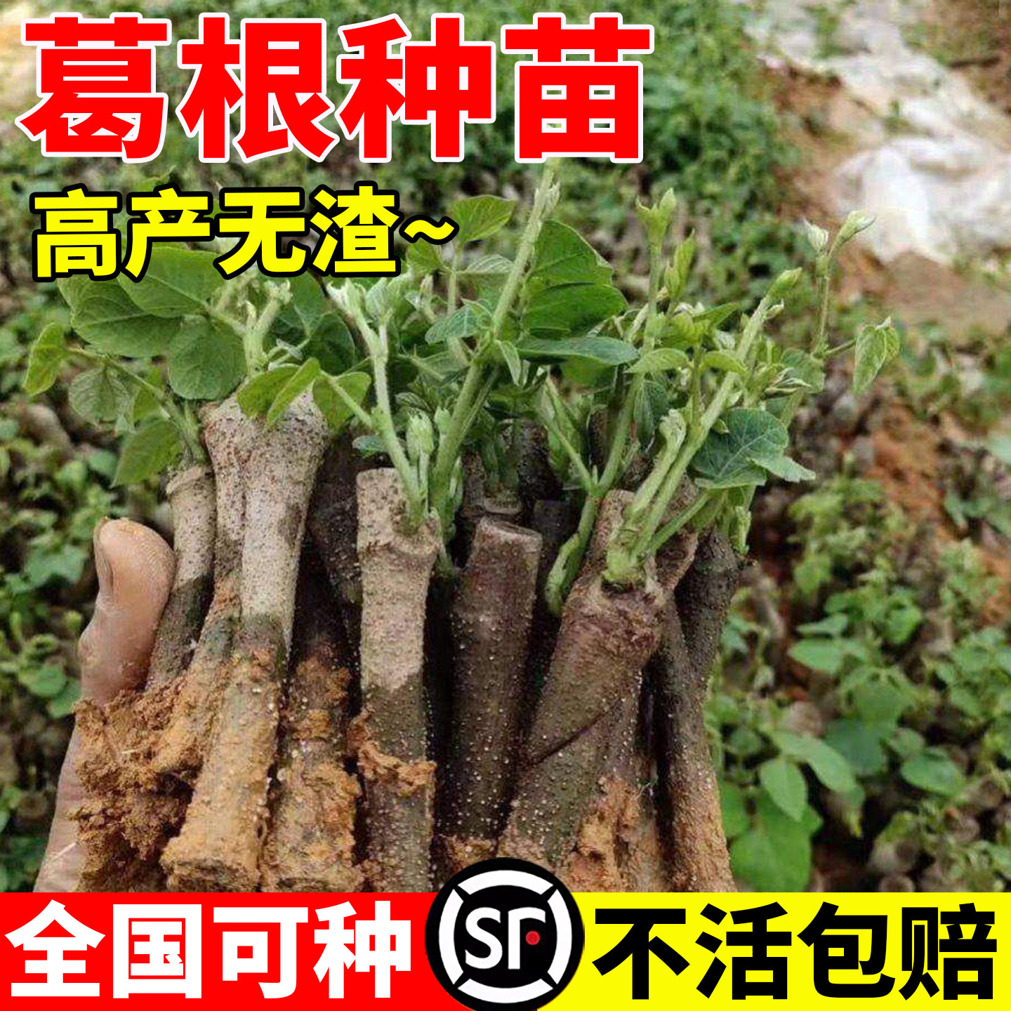 正宗葛根苗粉葛苗带芽葛根种绿化农家高产无渣扦插种苗中药材活苗