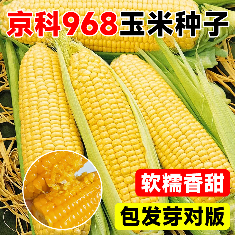 京科968高产玉米种子矮杆双棒