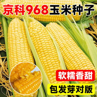 京科968高产玉米种子矮杆双棒抗旱涝抗病抗倒伏农科院国审苞米籽