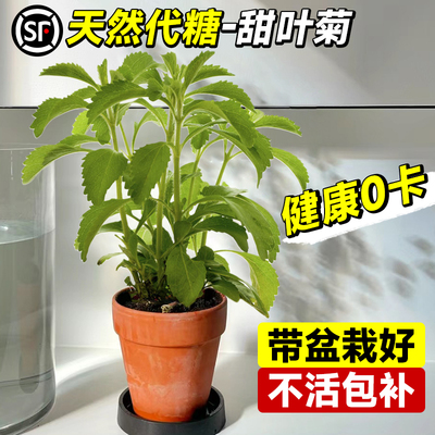 天然甜叶菊苗盆栽可食用花卉植物