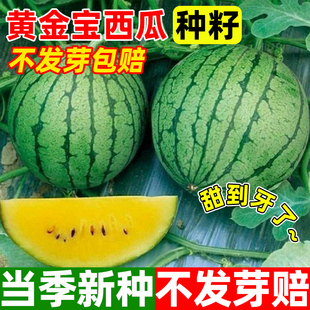 黄金宝西瓜种子早熟高产红皮黄肉西瓜种籽超甜薄皮黄心西瓜种孑子
